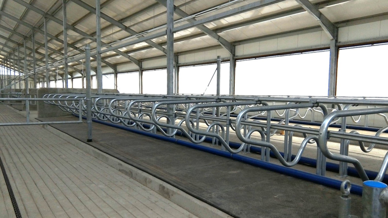 Jaunuzbūvēta govju kūts no iekšpuses