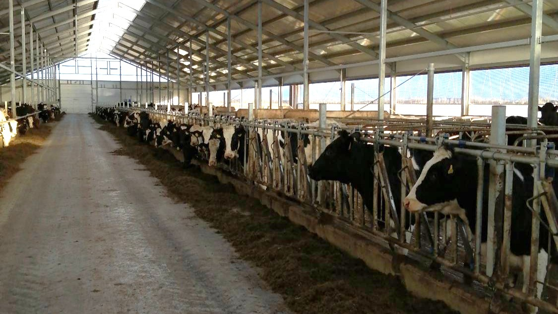 Jaunuzbūvēta govju kūts no iekšpuses ar govīm