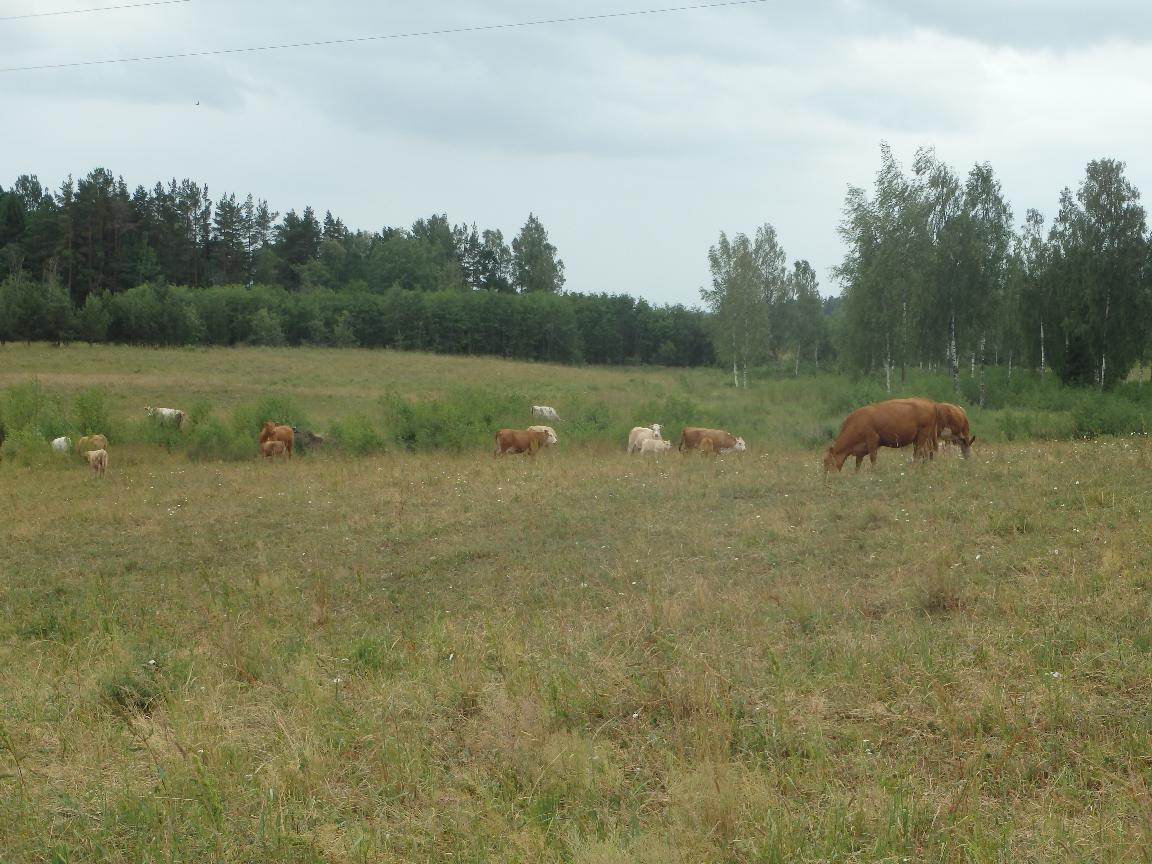 vairākas brūnas govis pļavā, fonā krūmu josla