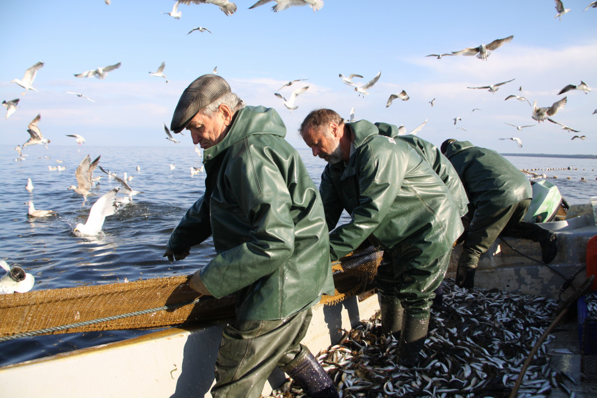 Trīs zvejnieki laivā ceļ iekšā tīklus ar zivīm