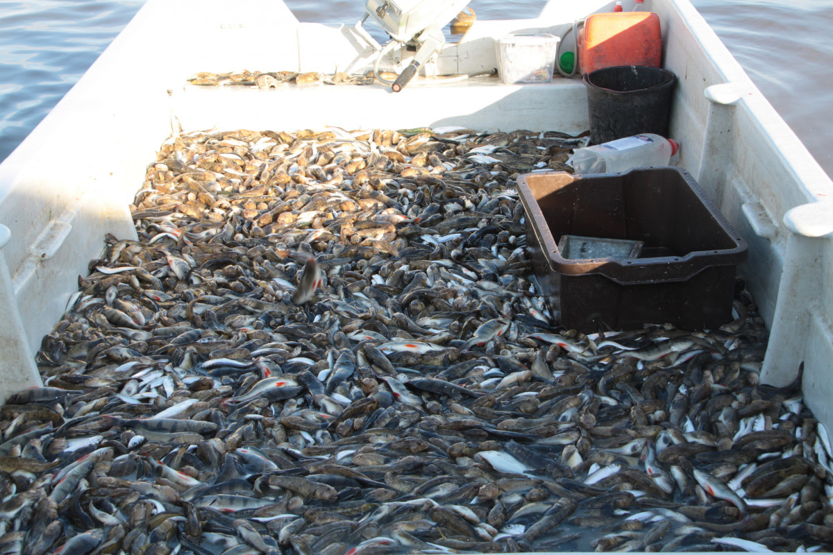 Laivas dibens ar zivīm un kastēm