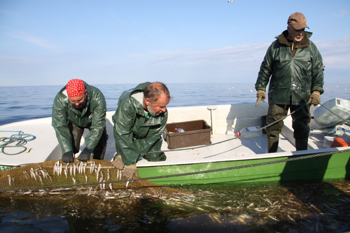Trīs zvejnieki laivā ceļ iekšā tīklus ar zivīm