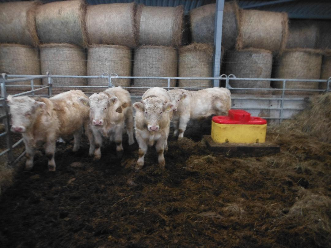 4 gaišas govis nojumē ar siena ruļļiem fonā