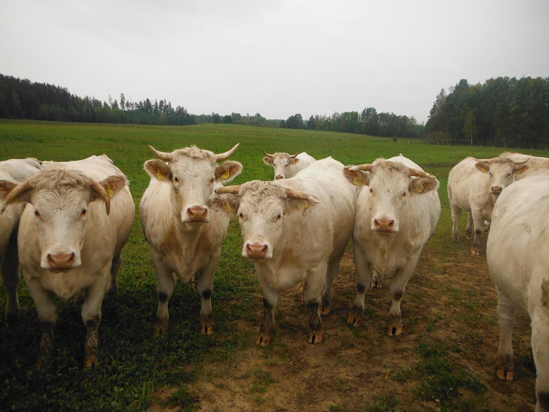 6 gaišs govis skatās uz fotogrāfu, fonā zaļa pļava
