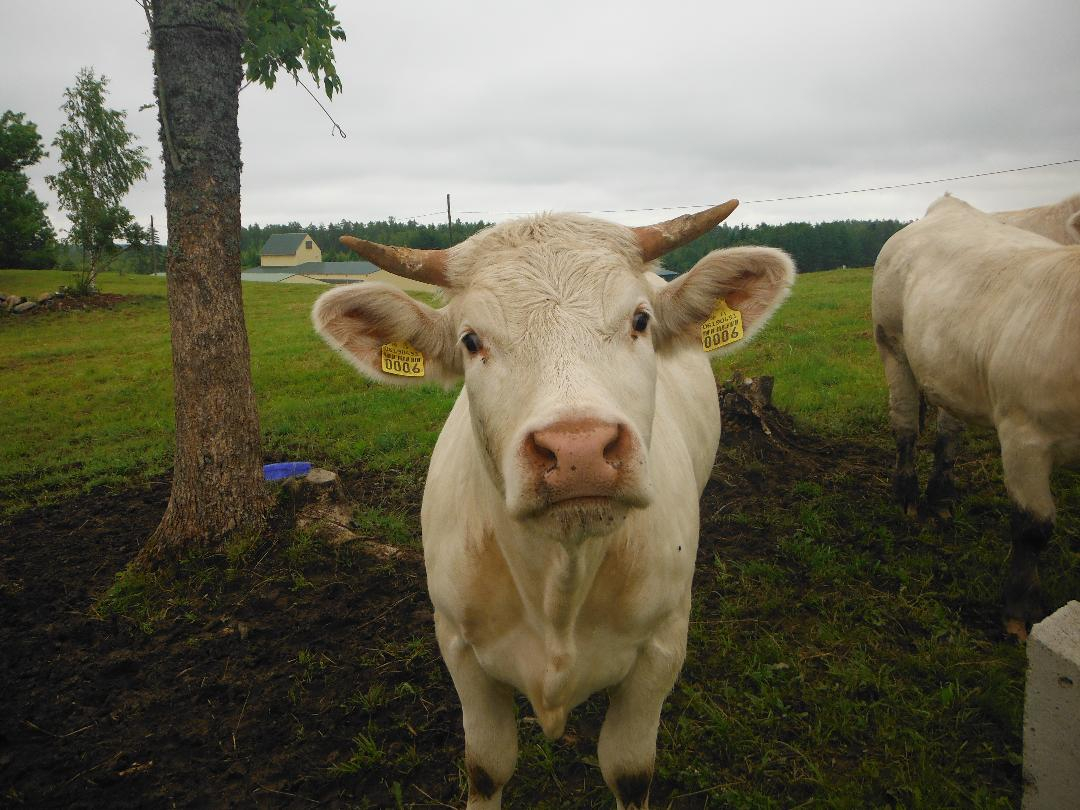 Gaiša govs skatās uz fotogrāfu, fonā zaļa pļava, koks un tālumā māja