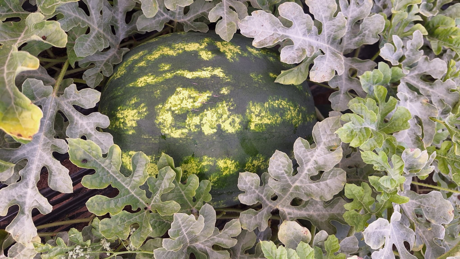 arbūzs starp arbūza lapām uz zemes