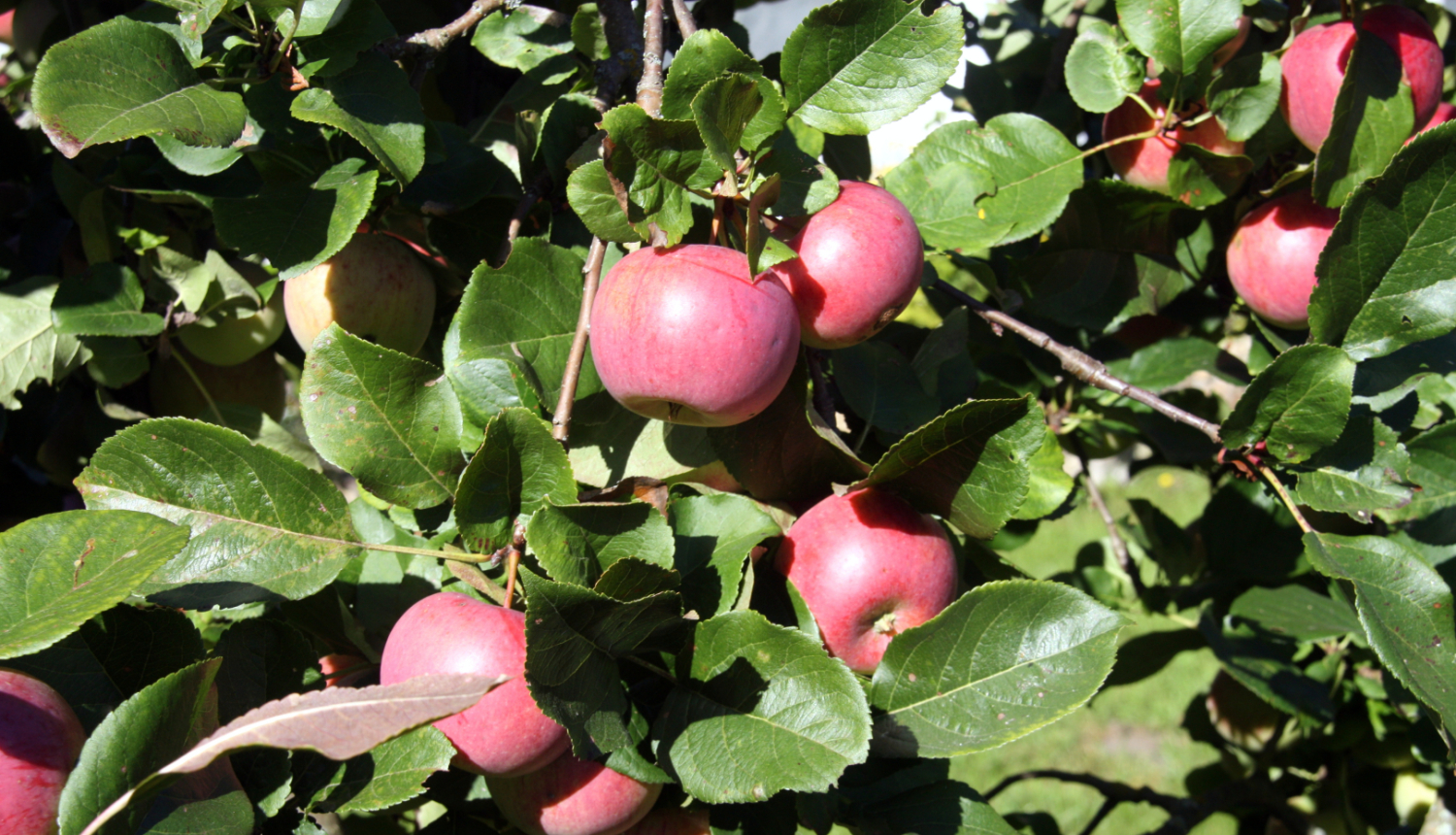 10 sarkani āboli ābelē strap zaļām lapām