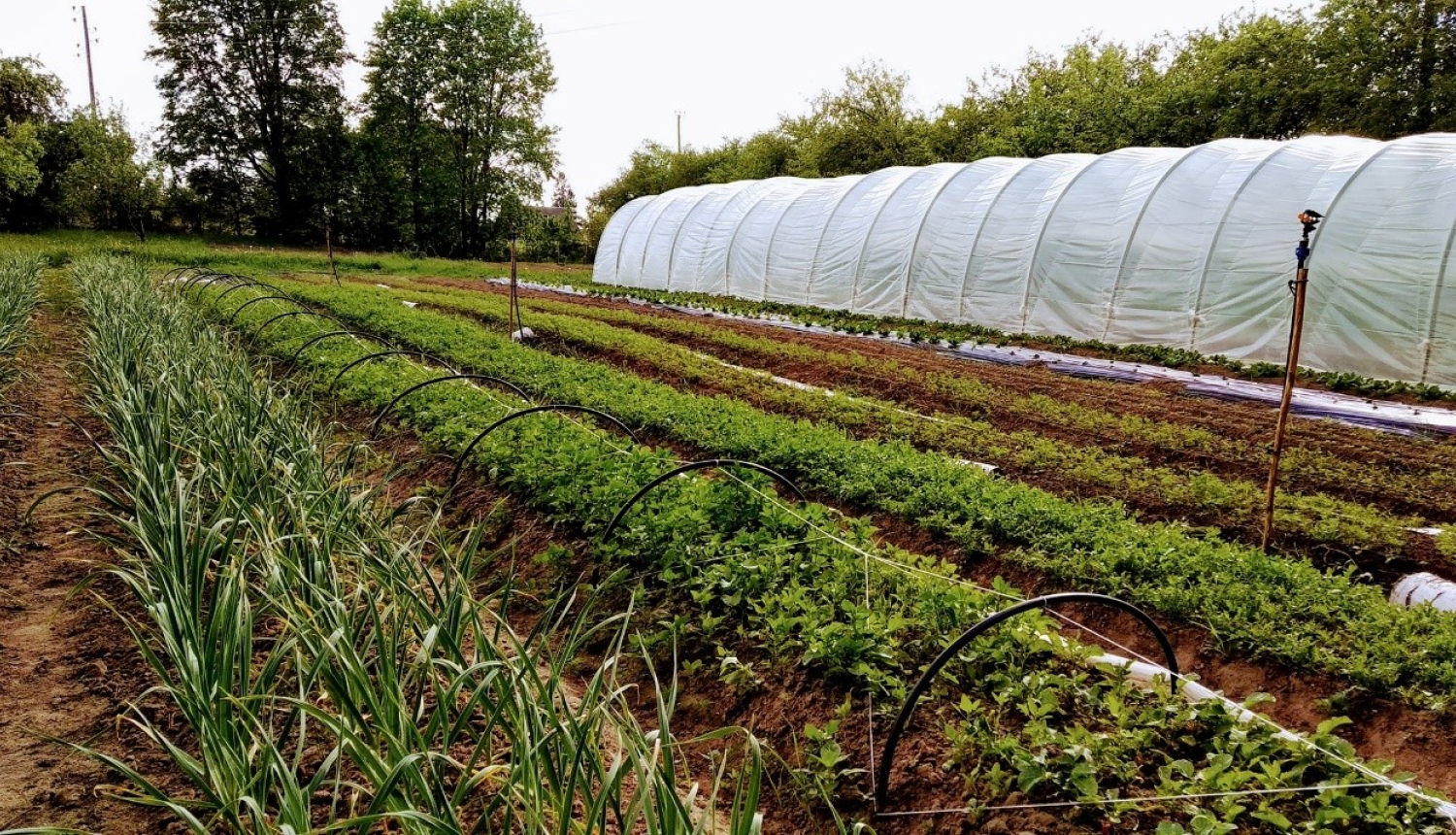 Siltumnīca un dārzs.