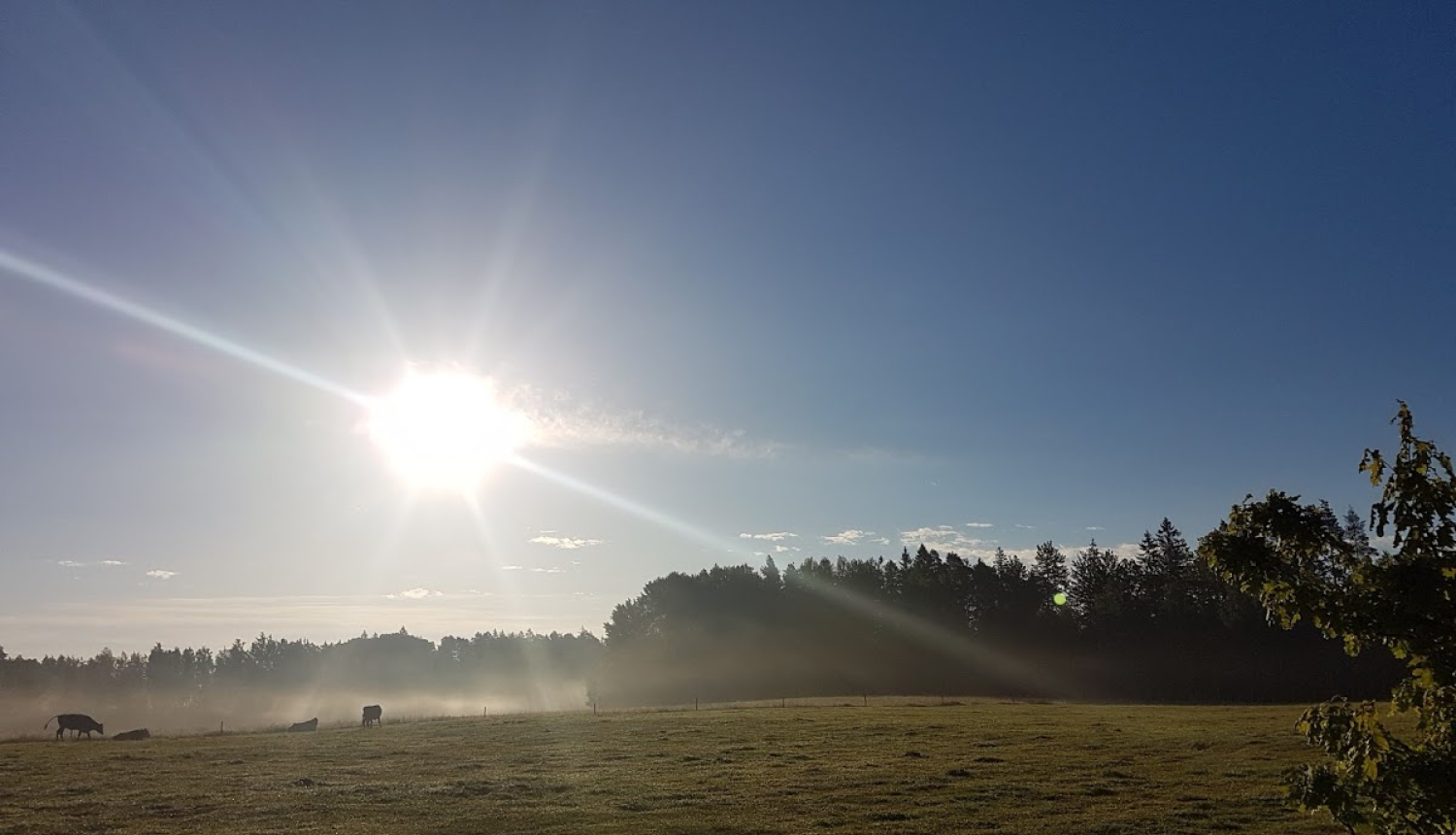 Saules apspīdēta pļava un lauks.