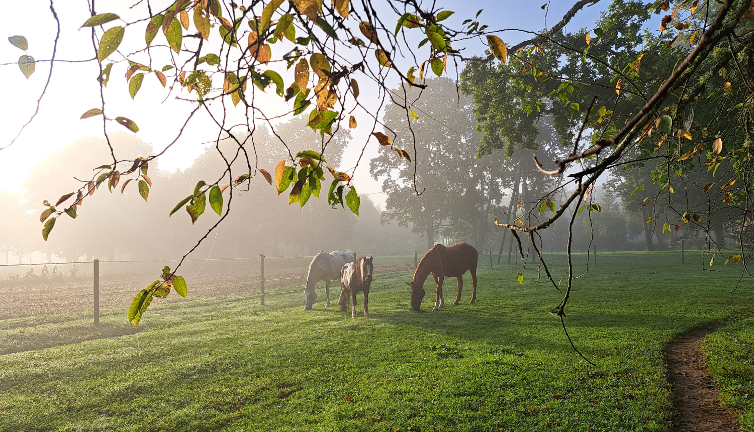 3 zirgi stāv un ēd aplokā miglainā rudenīgā rītā