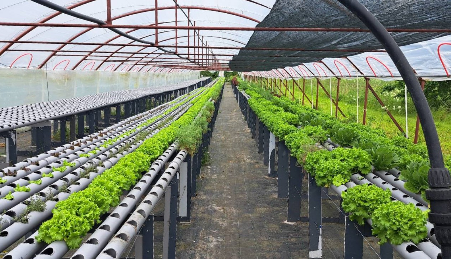 Plēves tunelis no iekšpuses, rindās tālumā salātu stādi