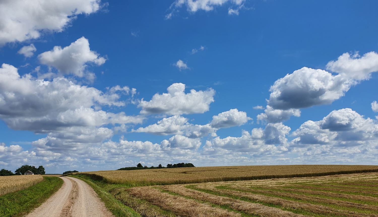 Lauku ainava ar līkumotu zemes ceļu, kas ved cauri labības laukiem.