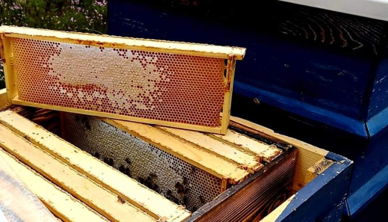 Atvērts bišu strops ar medus stendiem