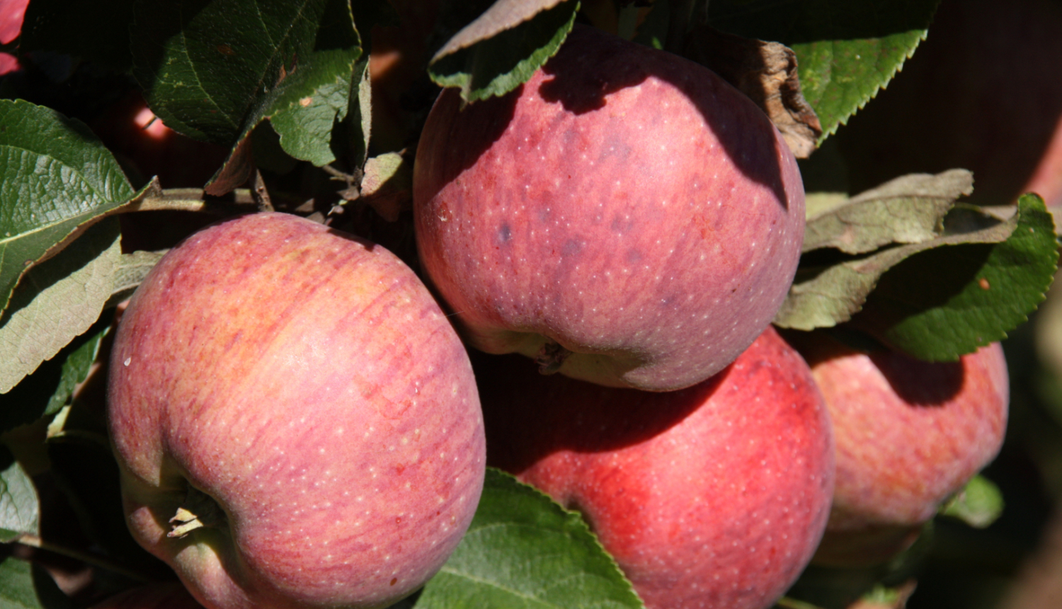 daudz sarkani āboli karājas abeles zaros