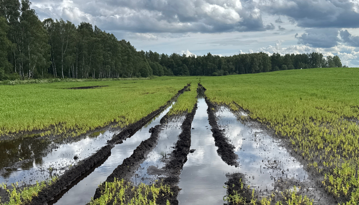Applūdis lauks ar izbrauktām tehnikas vagām, kurās stāv ūdens. Lauks klāts ar daļēji augošiem kultūraugiem, iespējams, zirņiem vai pupiņām. Fonā redzama meža mala ar bērziem un citiem kokiem, kā arī apmācies debesjums ar draudošiem lietus mākoņiem.