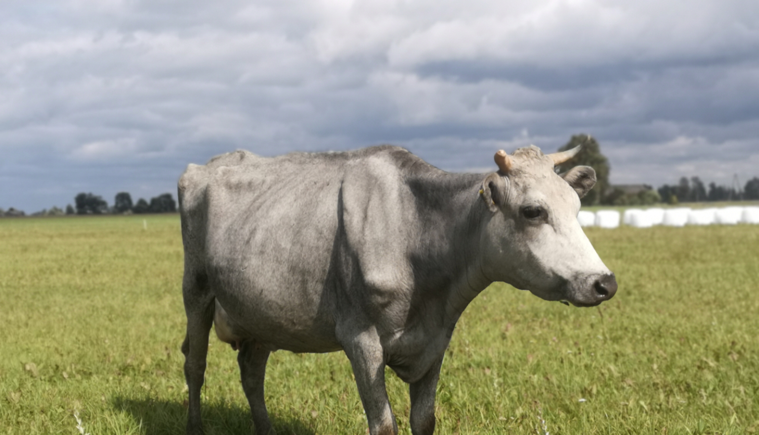 Latvijas Zilā govs pļavā