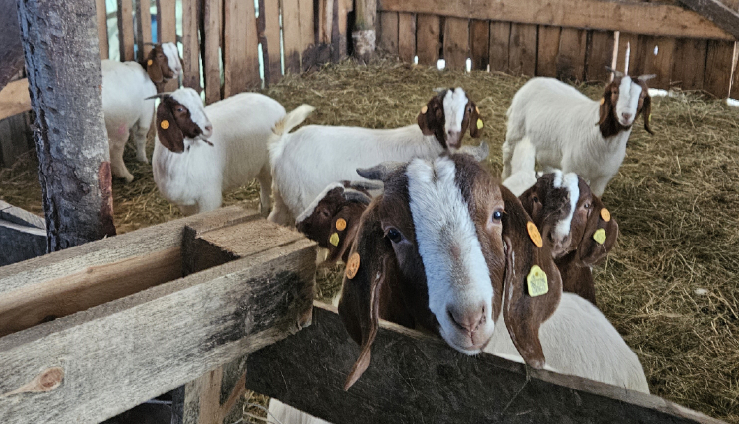 SIA Lubejas kazas kūtī