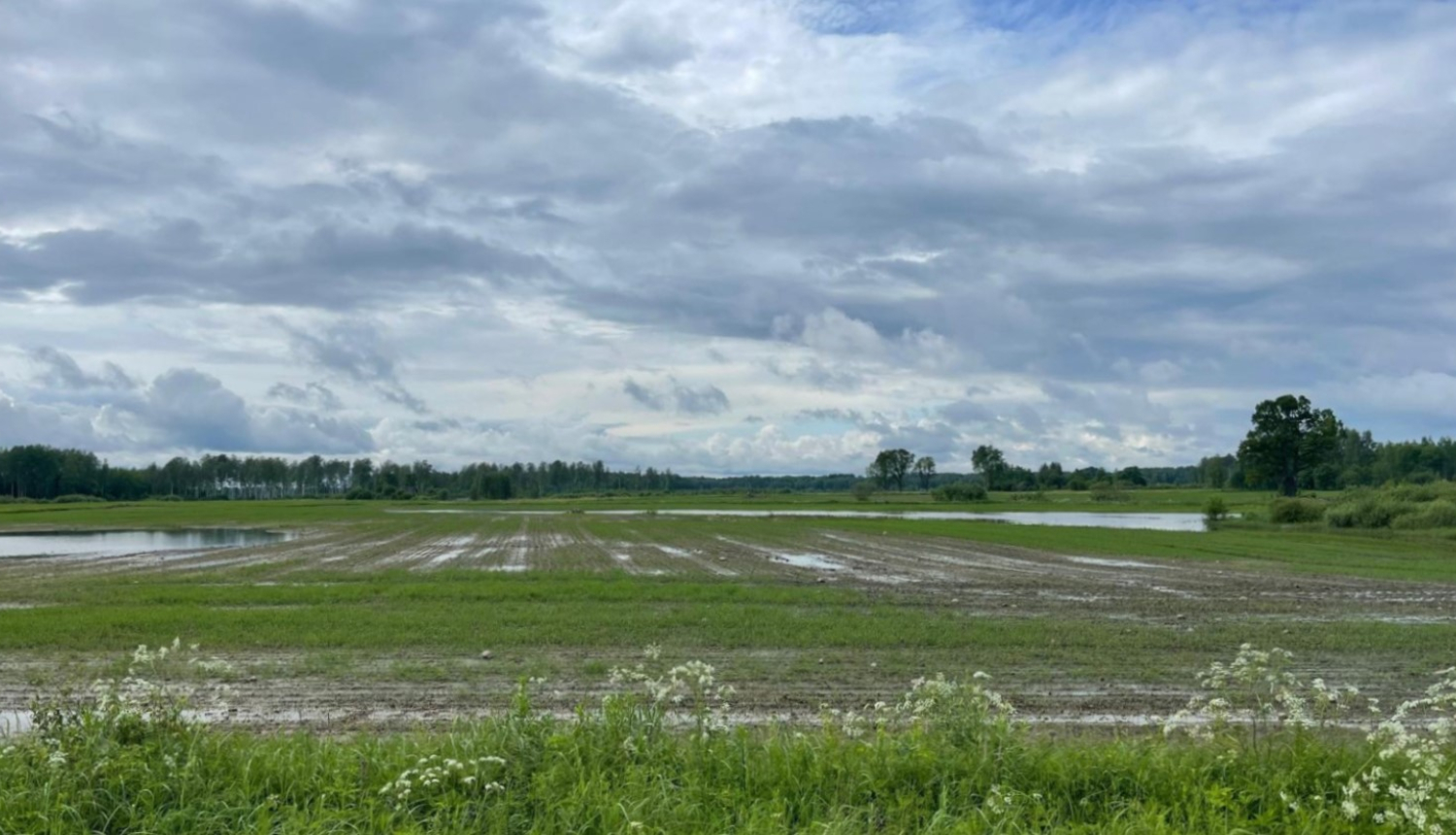 Lietavās applūdis tīrums ar skatu no ceļa