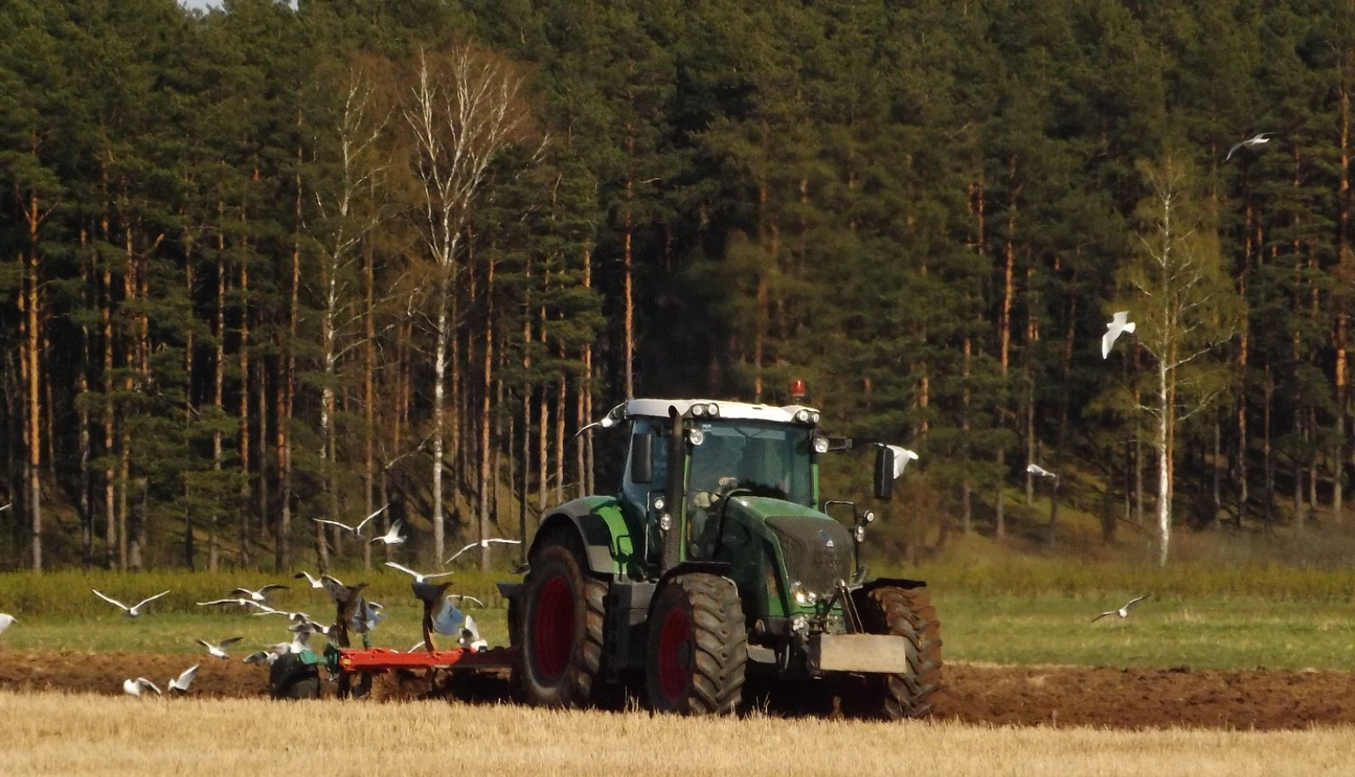 Traktors ar arklu ar zemi, apkārt lido putni, fonā mežs