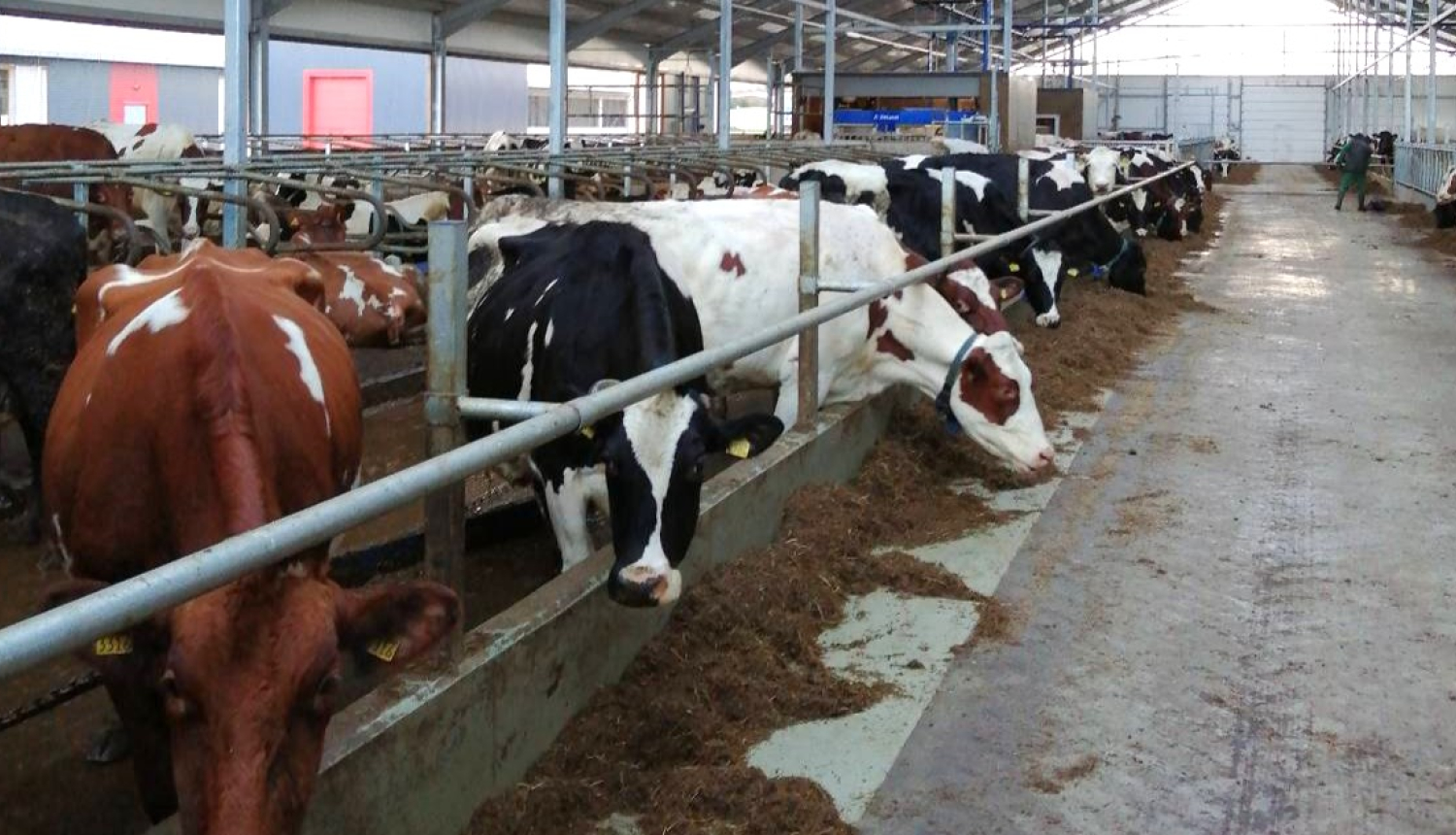 Jaunuzbūvēta govju kūts no iekšpuses ar govīm