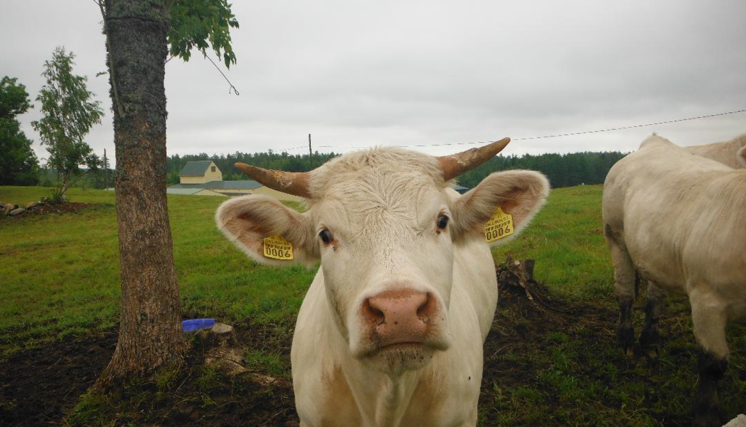 Gaiša govs skatās uz fotogrāfu, fonā zaļa pļava, koks un tālumā māja