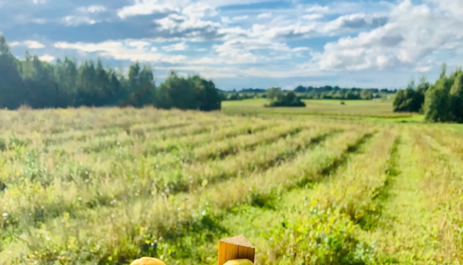 cidoniju kaste cilvēka rokā, fonā cidoniju lauks