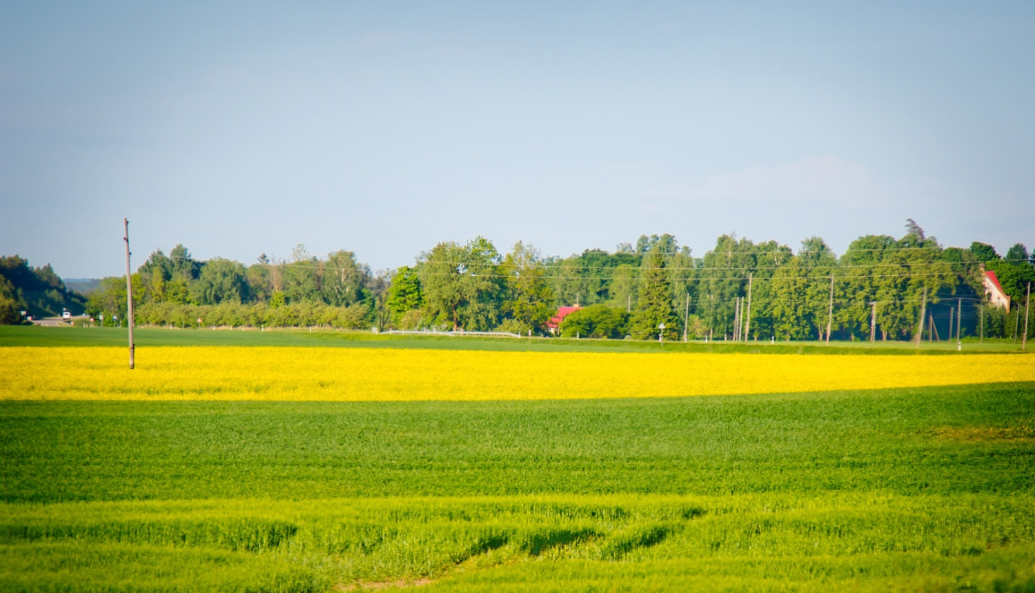 Ziedošs rapšu lauks
