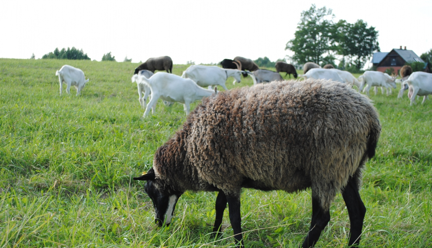 Aita un kazas ganībās