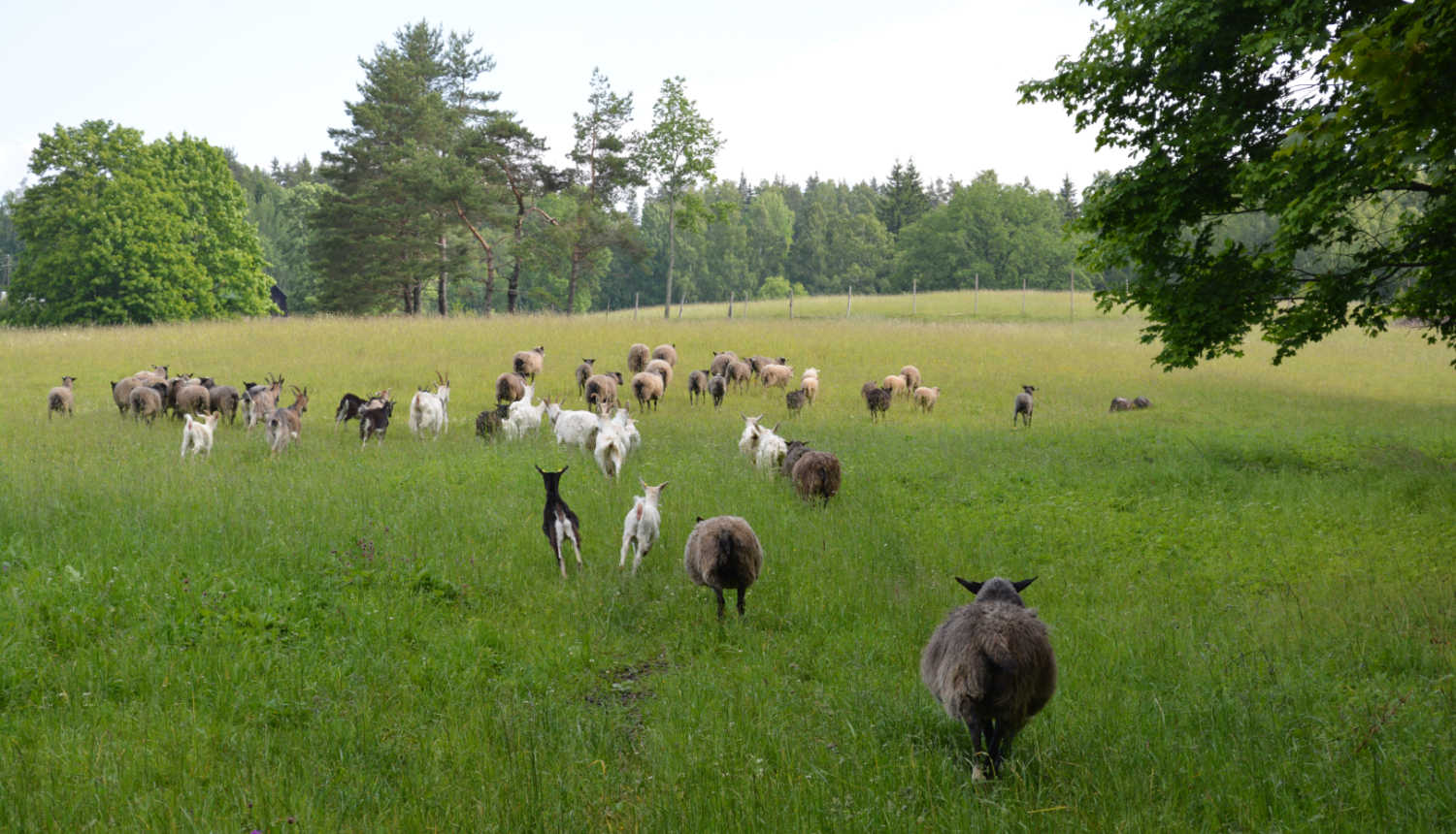 Aitu un kazu bars ganībās