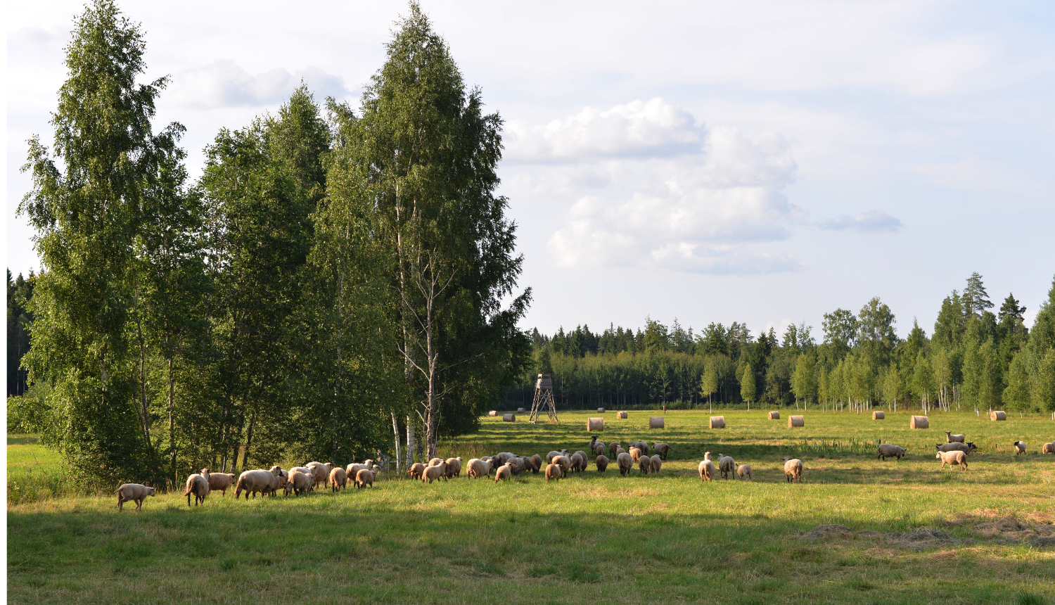 Aitas ganībās pļavā, kur kreisajā pusē daži koki, fonā mežs