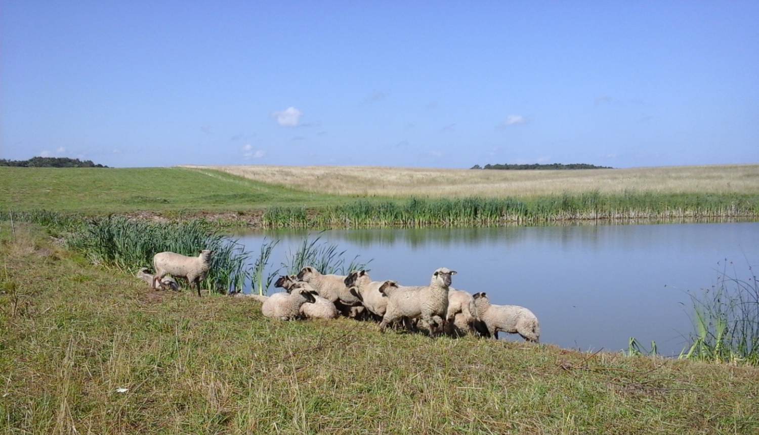 Aitu ganāmpulks pie dīķa