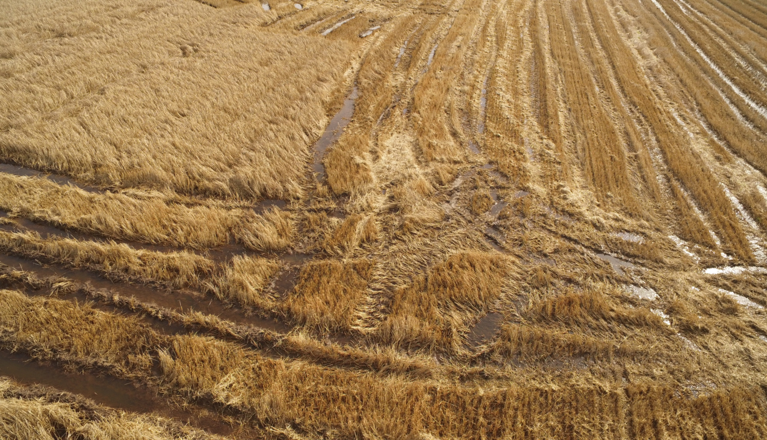 Dzeltens rugāju lauks ar dubļainām izbrauktām risēm un ūdeni tajās