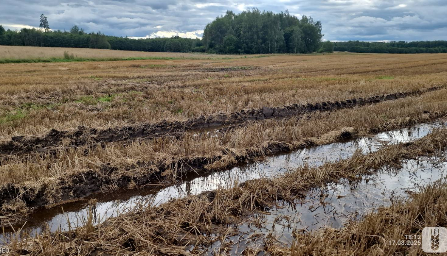 Rugāju lauks ar traktora iebrauktām dubļainām sliedēm priekšplānā