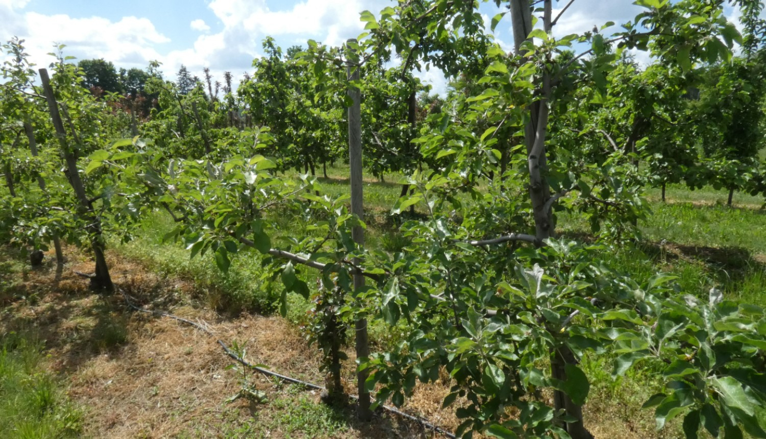 Augļu dārzs ar rindā sastādītiem augļu kokiem
