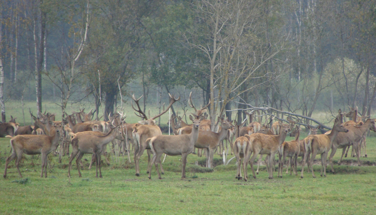 Bars briežu dārzā