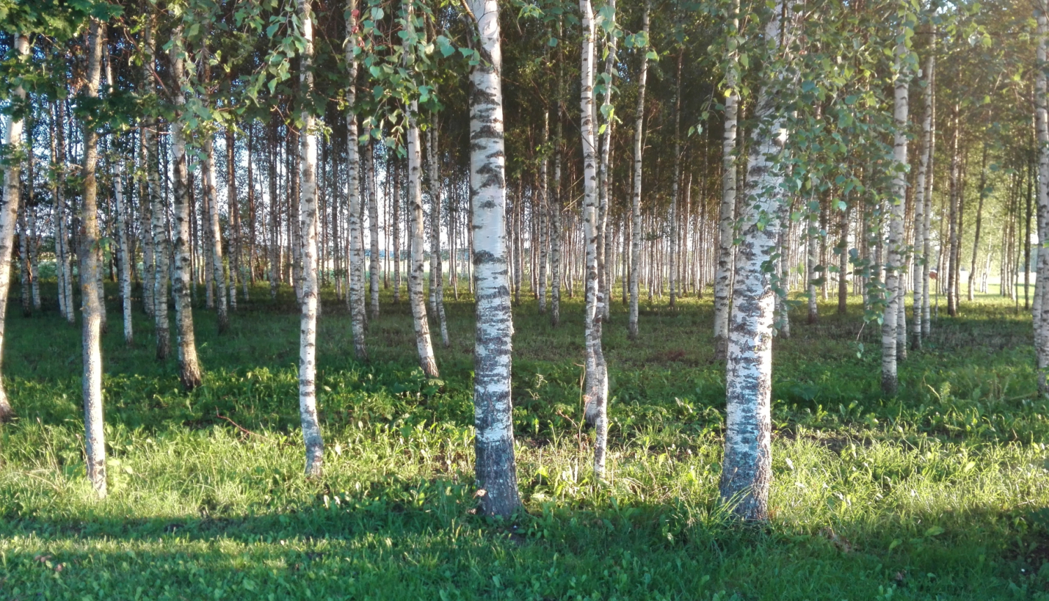 Bērzu birzs ar baltiem stumbriem un zaļu zāli