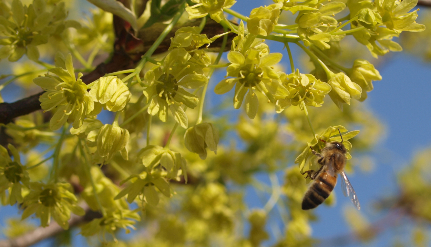 Bite uz dzelteniem ziediem