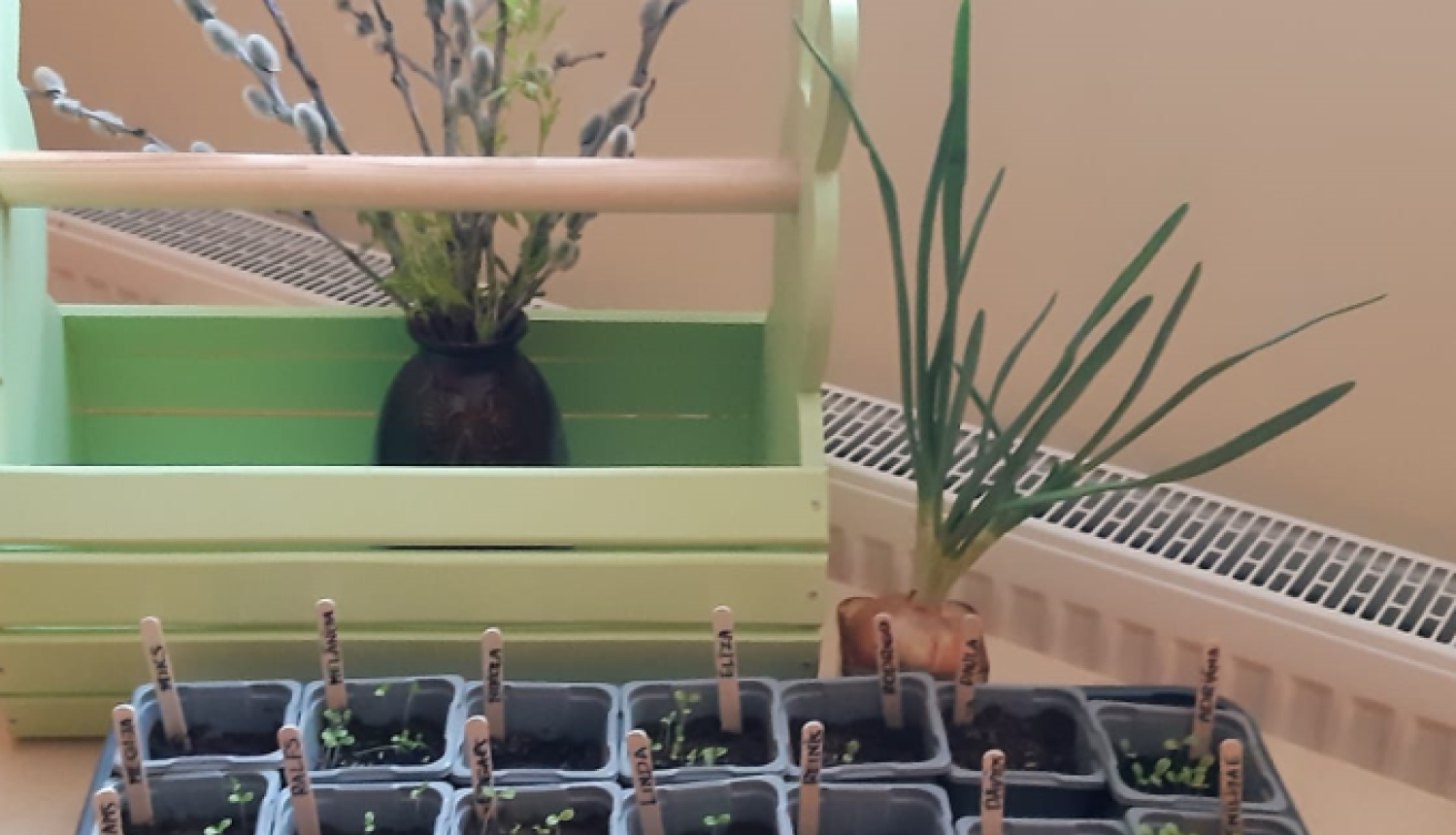 Aug dilles un salāti