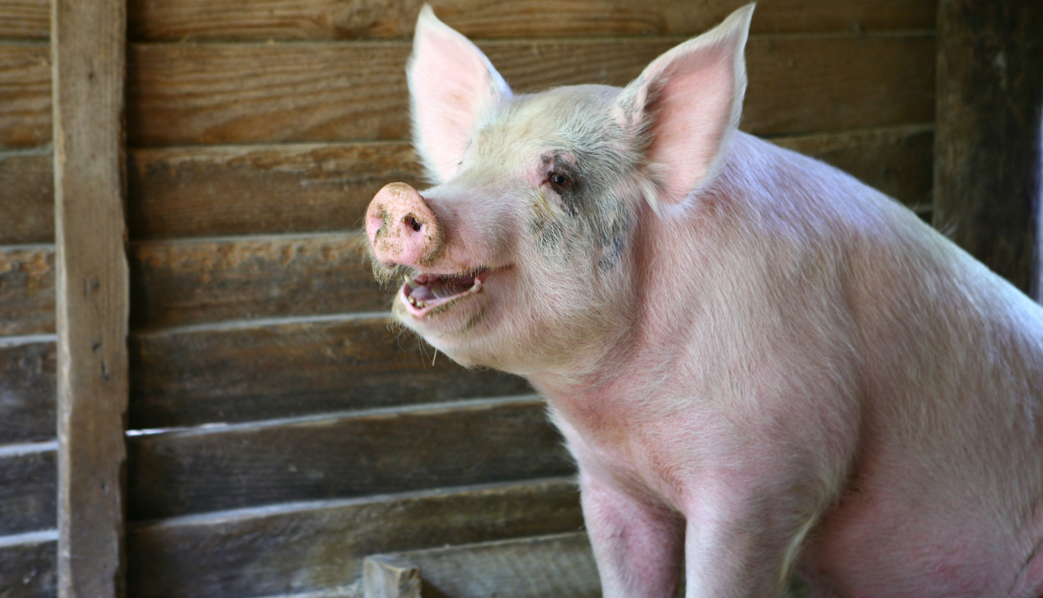 Cūka aizgaldā, fonā dēļu siena