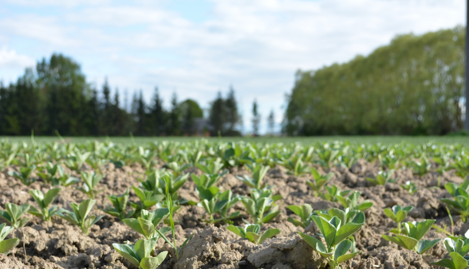 Nesen sadīdzis pupu lauks