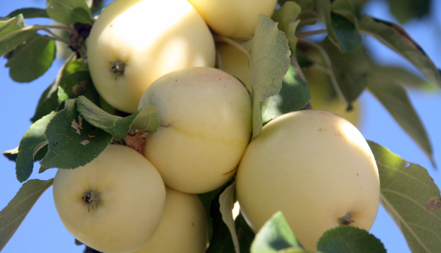 Ābeles zarā karājas ķekars ar dzelteniem āboliem, apkārt zaļas lapas
