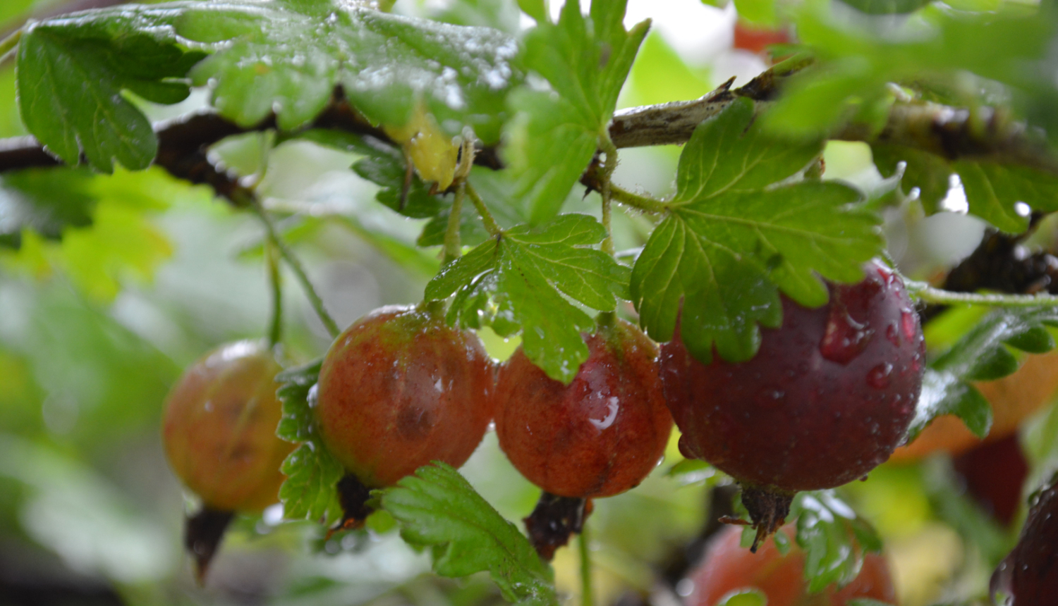 Ērkšķogu krūms ar ogām