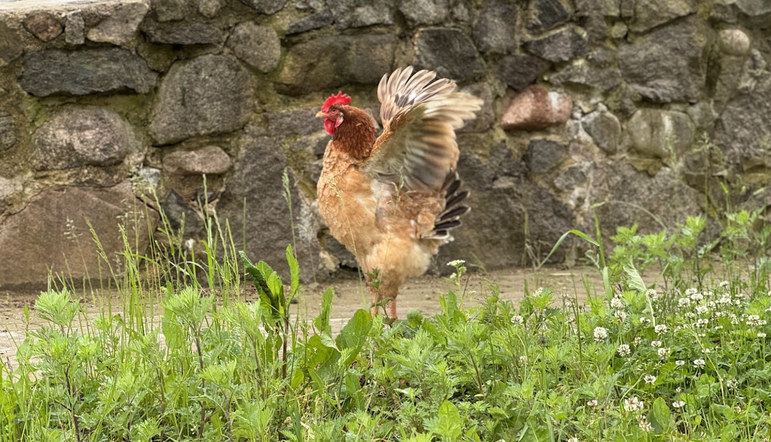 Vista vicina spārnus, fonā akmens mūris, priekšplānā zaļa zāle