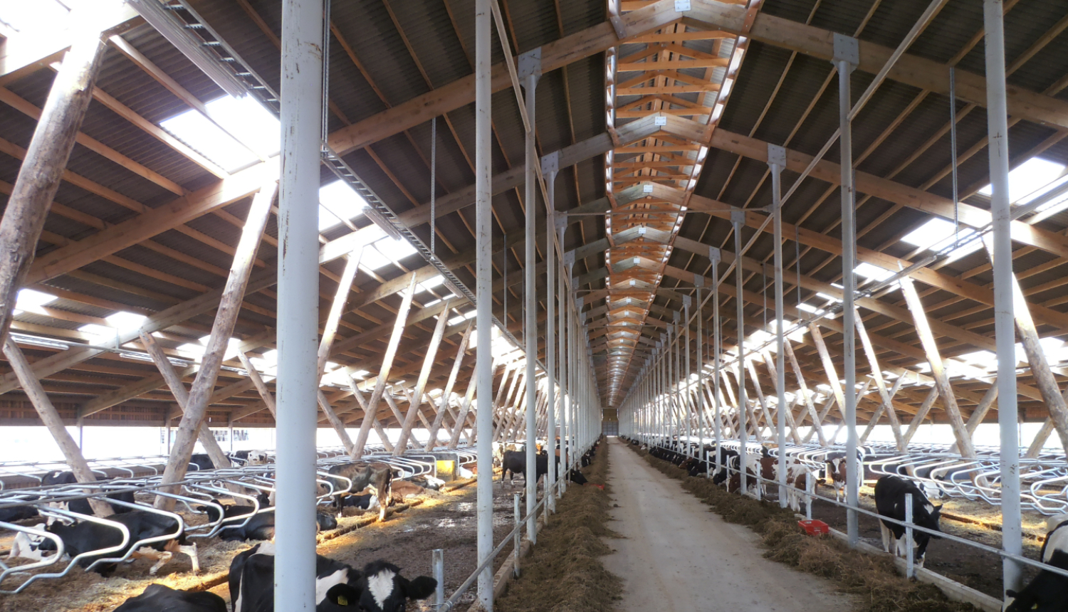 Govju novietnes iekšpuse