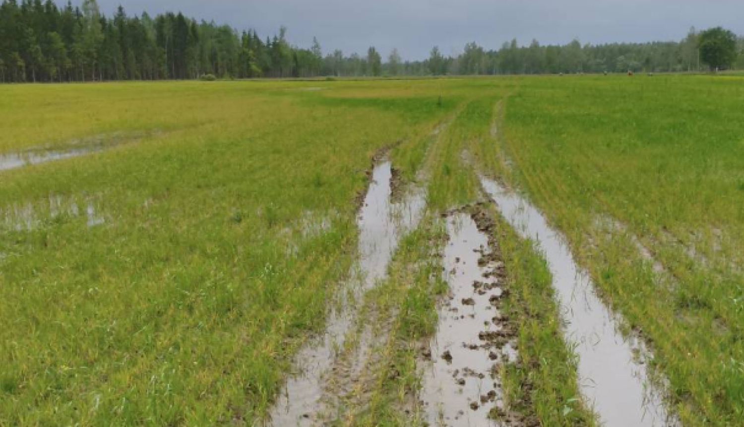 zaļā laukā iebrauktas dubļainas rises, kurās stāv ūdens, tālumā mežs