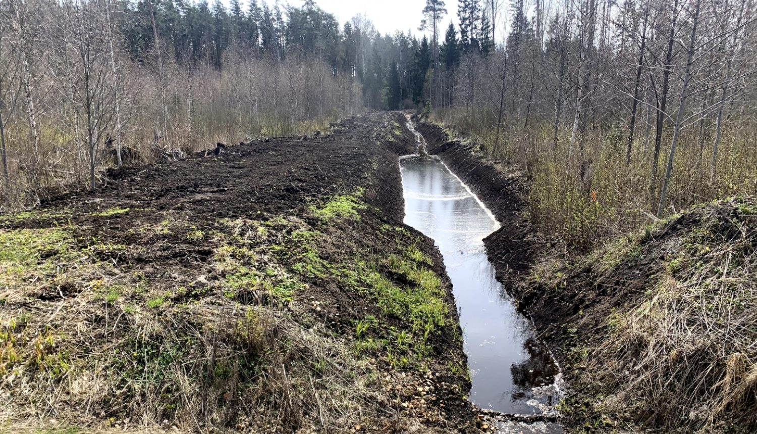 Meliorācijas grāvis mežā