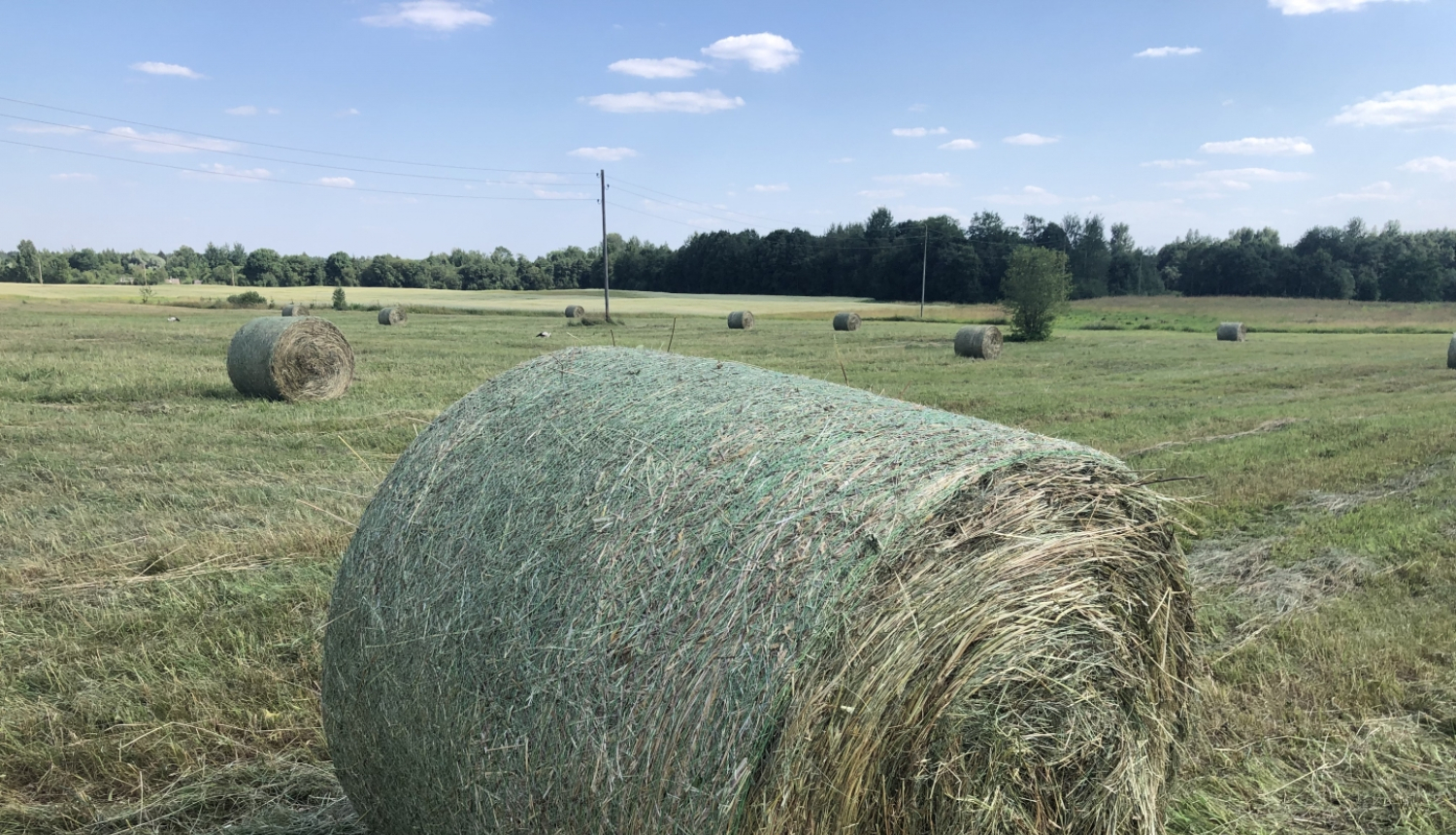 Siena rullis pļavā