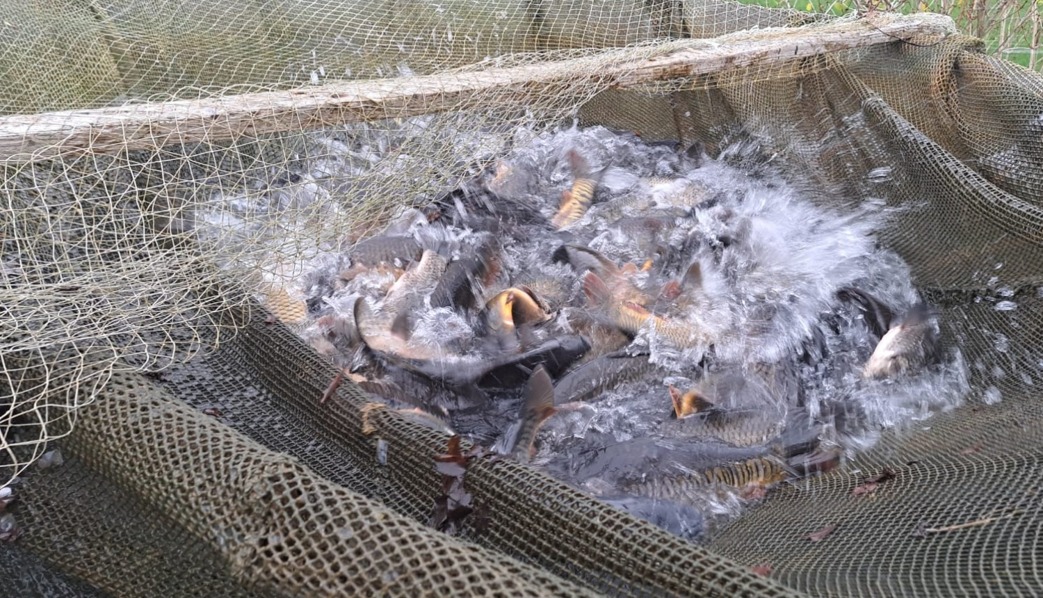 No karpu dīķa izsmeltas zivis tīklā