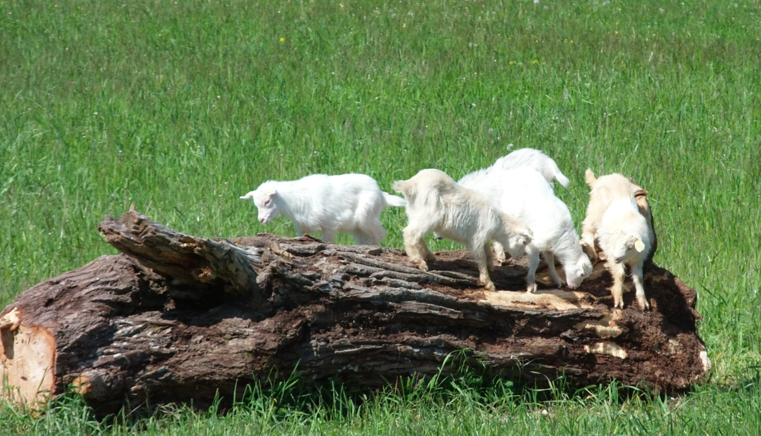 Vairākas baltas kazas sakāpušas uz guloša koka stumbra fragmenta