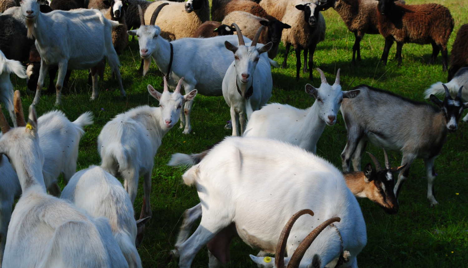 Kazu ganāmpulks ar dažādas krāsas kazām